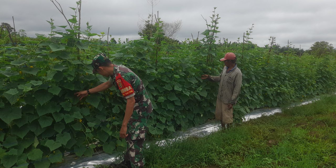 Aktif Dampingi Petani Mentimun di Sarolangun, Dorong Ketahanan Pangan dan Ekonomi Warga