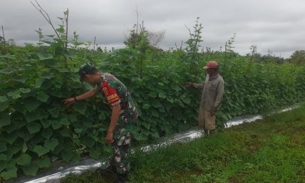 Aktif Dampingi Petani Mentimun di Sarolangun, Dorong Ketahanan Pangan dan Ekonomi Warga