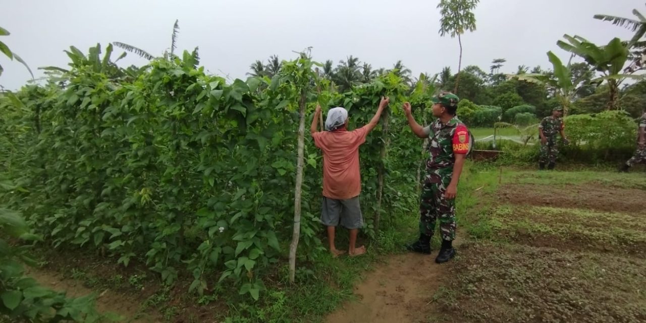 Babinsa Koramil -04/Sarolangun Bantu Petani Merawat Kacang Panjang