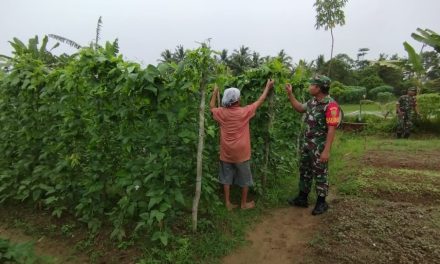 Babinsa Koramil -04/Sarolangun Bantu Petani Merawat Kacang Panjang