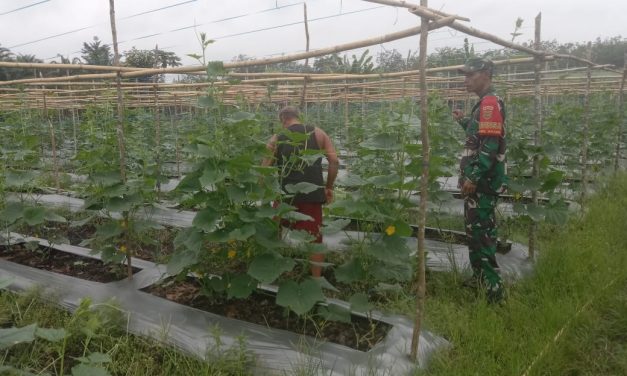 Babinsa Serda Sutriswanto Dampingi Petani Gambas, Dorong Kemandirian Pangan Warga