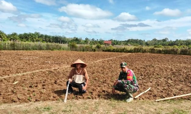 Babinsa Dampingi Petani Menaman Kacang tanah, Bentuk Dukungan Babinsa Terhadap Ketahanan Pangan Nasional