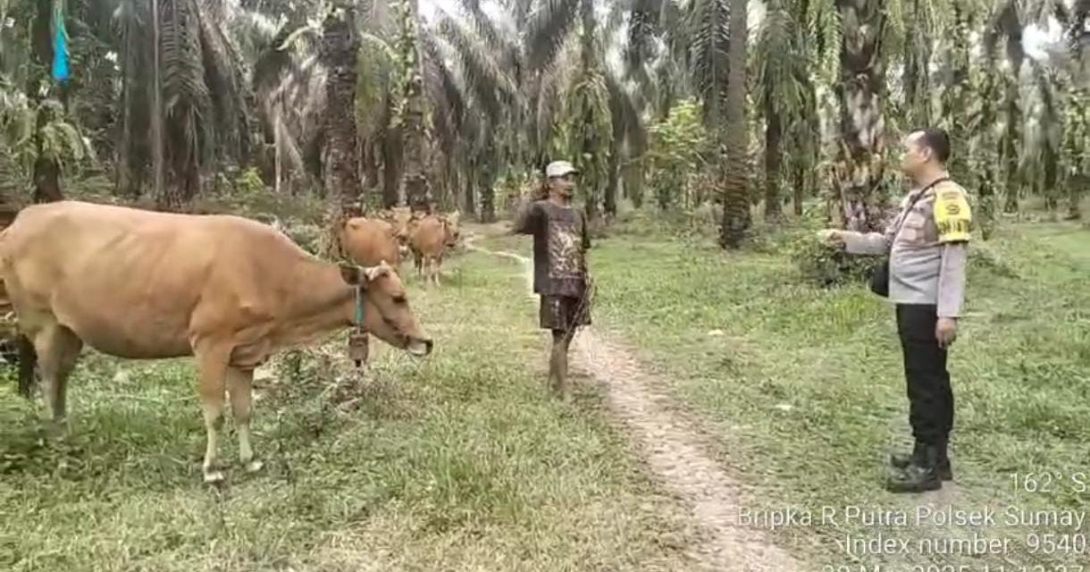 Bhabinkamtibmas Polsek Sumay Ajak Warga Aktif Jaga Keamanan Ternak Sapi