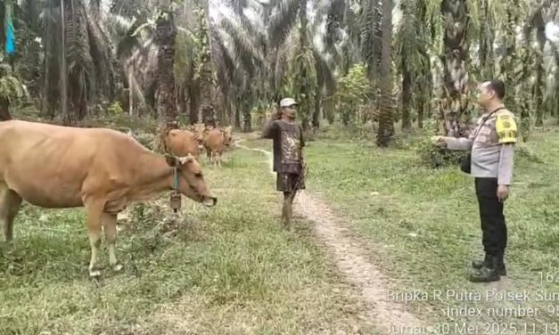 Bhabinkamtibmas Polsek Sumay Ajak Warga Aktif Jaga Keamanan Ternak Sapi