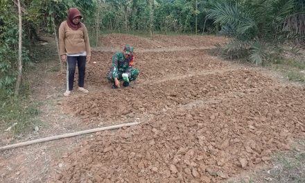 Babinsa Koramil 04/Sarolangun Dampingi Petani Menanam Kacang Tanah