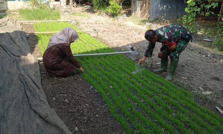 Babinsa Pantau Perkembangan Semai Padi
