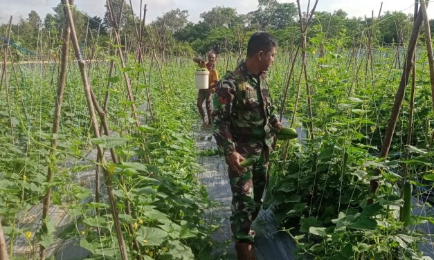 Dukung Ketahanan Pangan Babinsa Membantu Warga Panen Mentimun