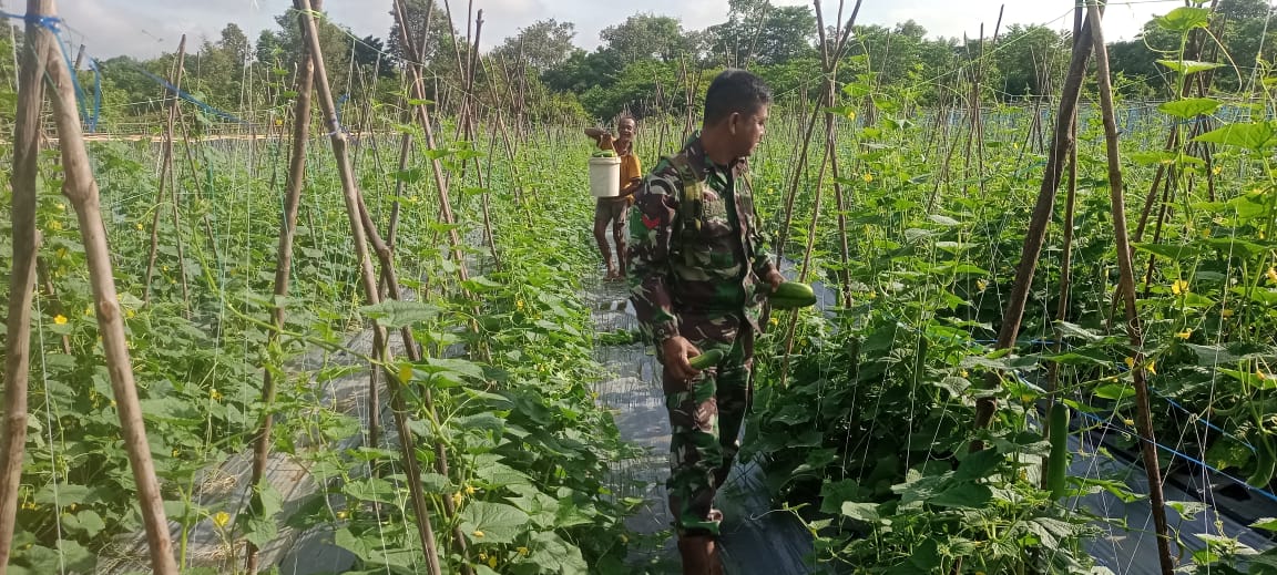 Dukung Ketahanan Pangan Babinsa Membantu Warga Panen Mentimun