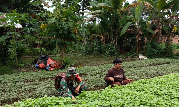 Babinsa Bantu Petani Merawat Tanaman Bayam Di Desa Binaan