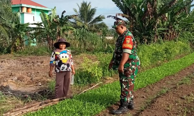 Babinsa Bantu Petani Merawat Tanaman Kankung di Desa Binaan
