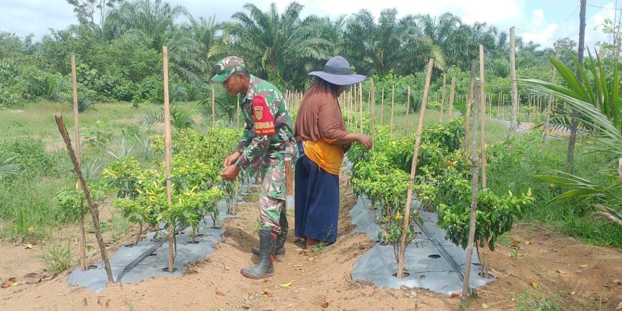 Dampingi Petani Cabe di Sarolangun, Dorong Ketahanan Pangan dan Ekonomi Warga