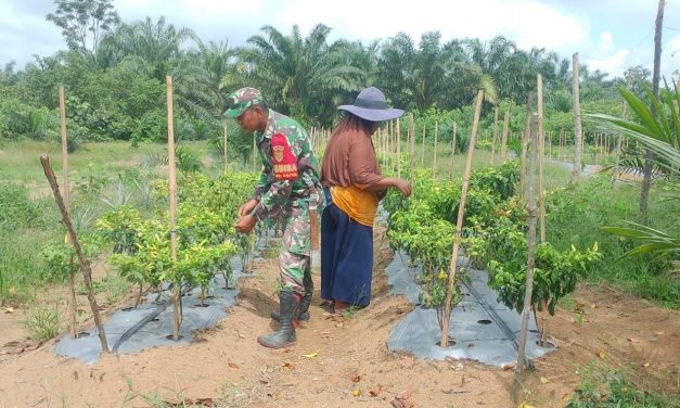 Dampingi Petani Cabe di Sarolangun, Dorong Ketahanan Pangan dan Ekonomi Warga