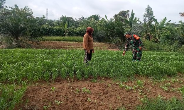 Babinsa Bantu Bersihkan Tanaman Kangkung Milik Warga Binaan