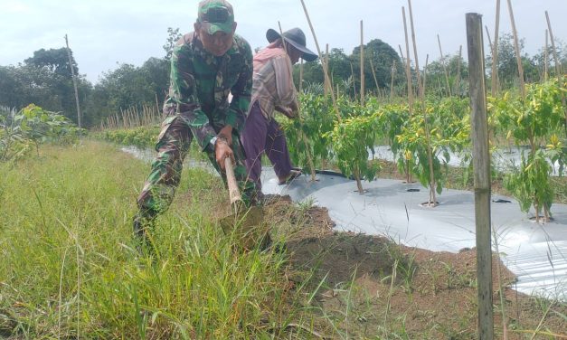 Babinsa Koramil 04/Sarolangun Dampingi Petani Merawat Tanaman Cabai