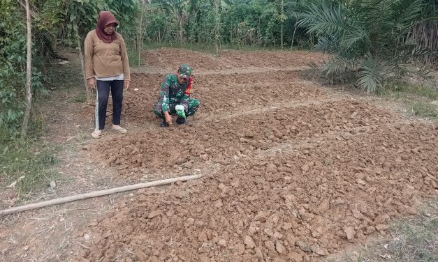 Babinsa Koramil 420-04/Sarolangun Dampingi Petani Tanam Kacang Tanah untuk Dukung Ketahanan Pangan