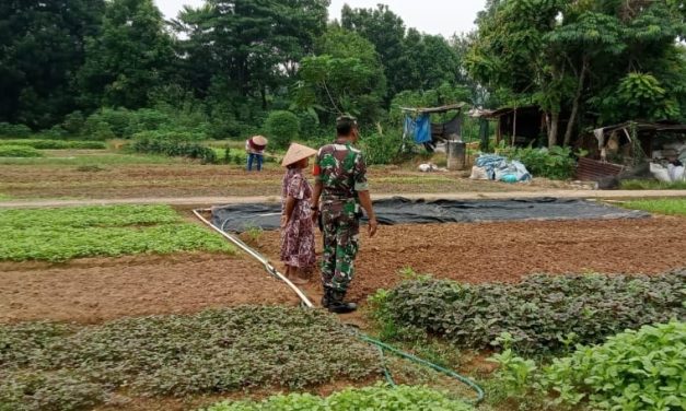 Babinsa Koramil Sarolangun Dukung Ketahanan Pangan, Dampingi Petani Tanam Sayur