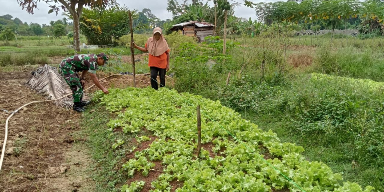 Babinsa Bantu Petani Rawat Selada di Sarolangun