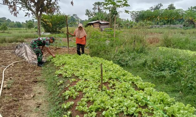 Babinsa Bantu Petani Rawat Selada di Sarolangun