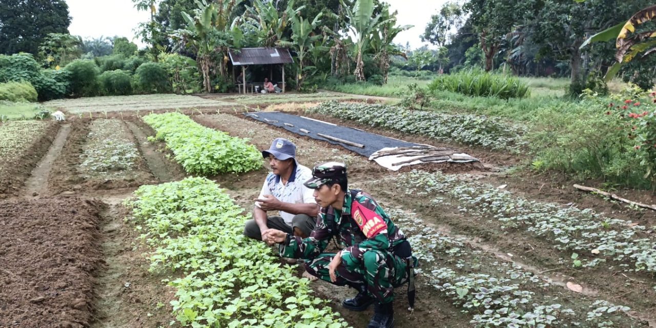 Babinsa Bantu Petani Proses Perawatan Tanaman Bayam di Desa Binaan