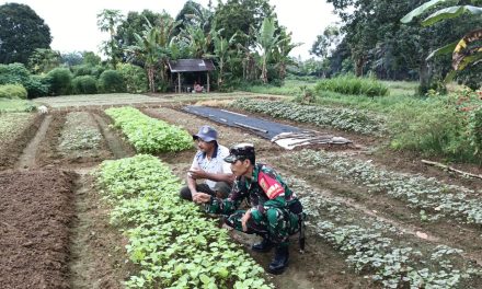 Babinsa Bantu Petani Proses Perawatan Tanaman Bayam di Desa Binaan