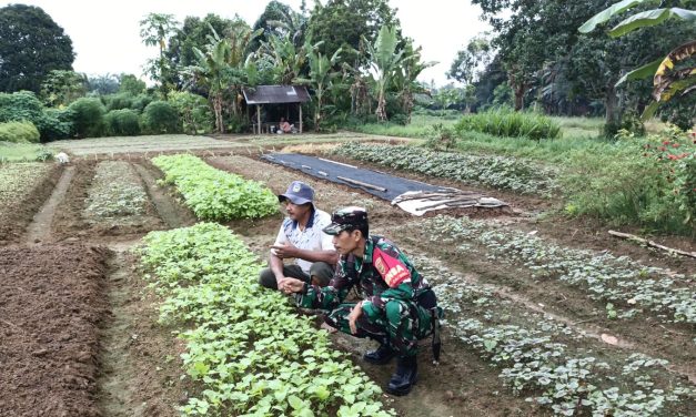 Babinsa Bantu Petani Proses Perawatan Tanaman Bayam di Desa Binaan