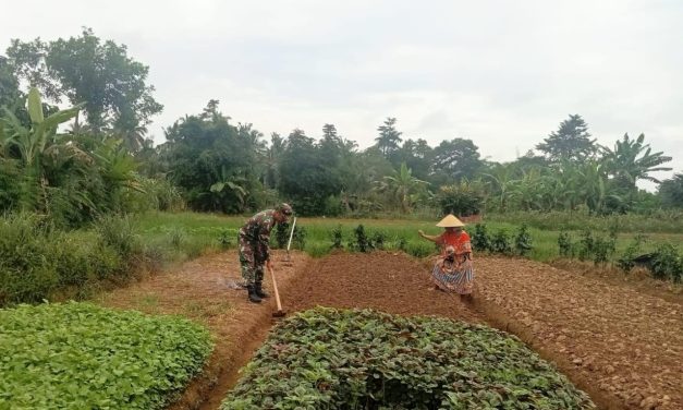 Babinsa Bantu Tanam Bayam, TNI Nyata Dukung Ketahanan Pangan Masyarakat