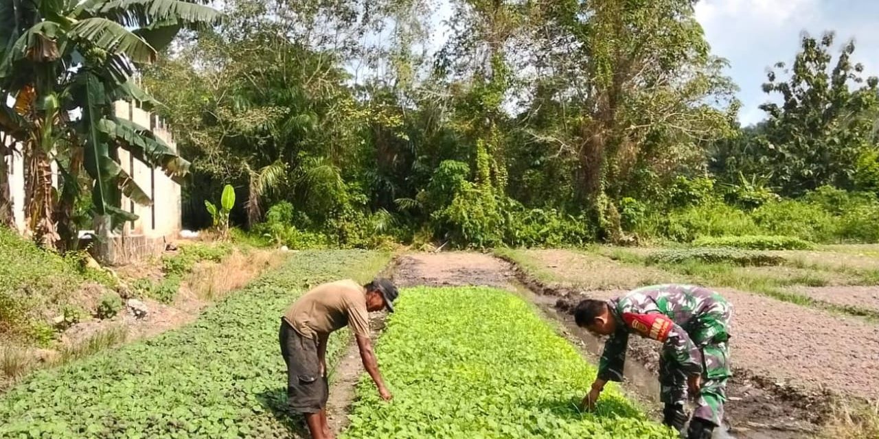 Dampingi Petani Bayam, Wujudkan Kemitraan TNI dan Rakyat