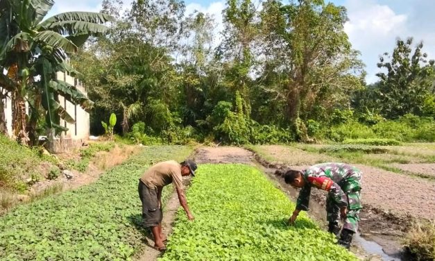 Dampingi Petani Bayam, Wujudkan Kemitraan TNI dan Rakyat