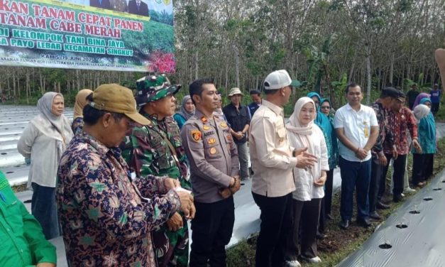 Tanam Cabai, Panen Harapan: Forkopimda Sarolangun Dorong Kemandirian Pangan