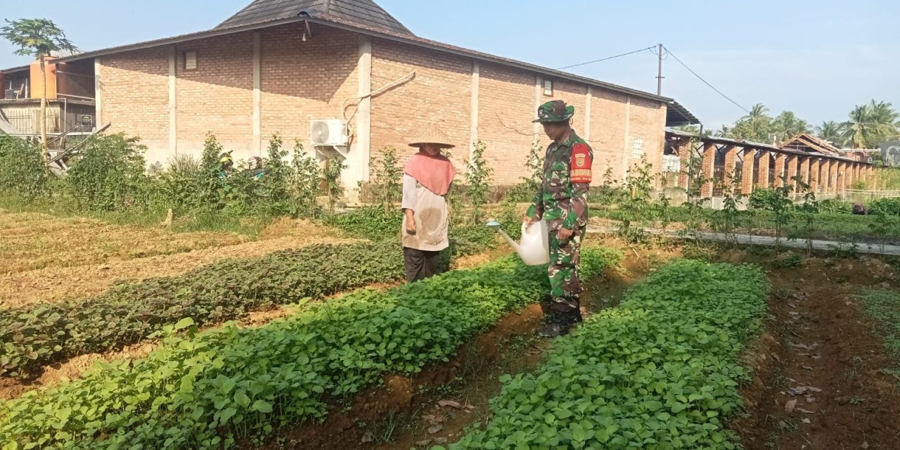 Bertanam Bayam, Menanam Harapan: Babinsa Bersama Warga Sukajadi