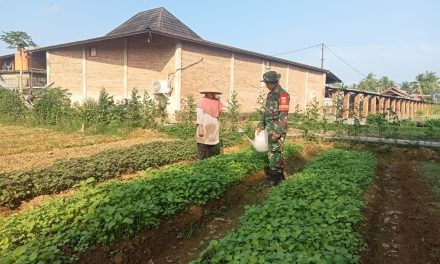 Bertanam Bayam, Menanam Harapan: Babinsa Bersama Warga Sukajadi