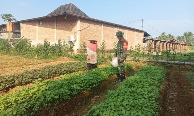 Bertanam Bayam, Menanam Harapan: Babinsa Bersama Warga Sukajadi