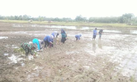 Sawah Jadi Medan Juang: Babinsa dan Petani Kolaborasi Wujudkan Ketahanan Pangan Muaro Limun
