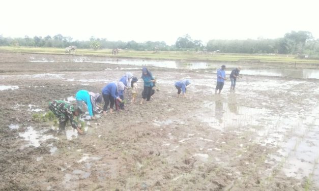 Sawah Jadi Medan Juang: Babinsa dan Petani Kolaborasi Wujudkan Ketahanan Pangan Muaro Limun