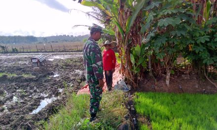 Tak Hanya Jaga Negara, Babinsa Juga Jaga Padi: Bukti Nyata Bela Tanah Air dari Sawah