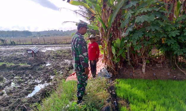 Tak Hanya Jaga Negara, Babinsa Juga Jaga Padi: Bukti Nyata Bela Tanah Air dari Sawah