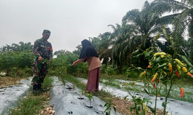 Babinsa Dampingi Petani Rawat Tanaman Cabai di Desa Sukajadi