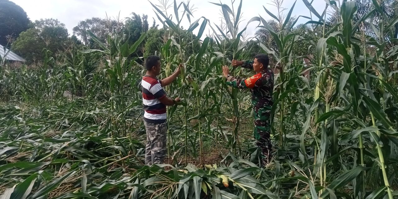 Babinsa Turun Sawah, Warga Merasa Dekat