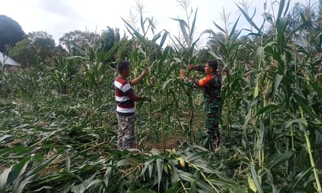 Babinsa Turun Sawah, Warga Merasa Dekat