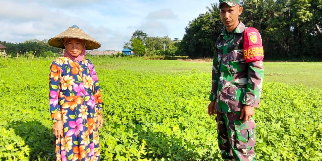 Babinsa Turun ke Ladang: Ketahanan Pangan Bukan Sekadar Wacana