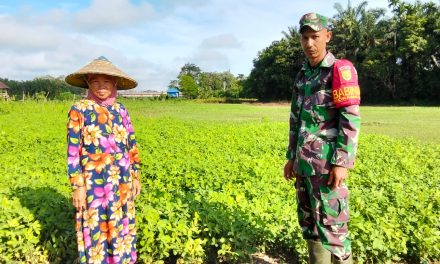 Babinsa Turun ke Ladang: Ketahanan Pangan Bukan Sekadar Wacana