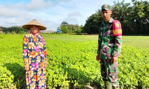 Babinsa Turun ke Ladang: Ketahanan Pangan Bukan Sekadar Wacana