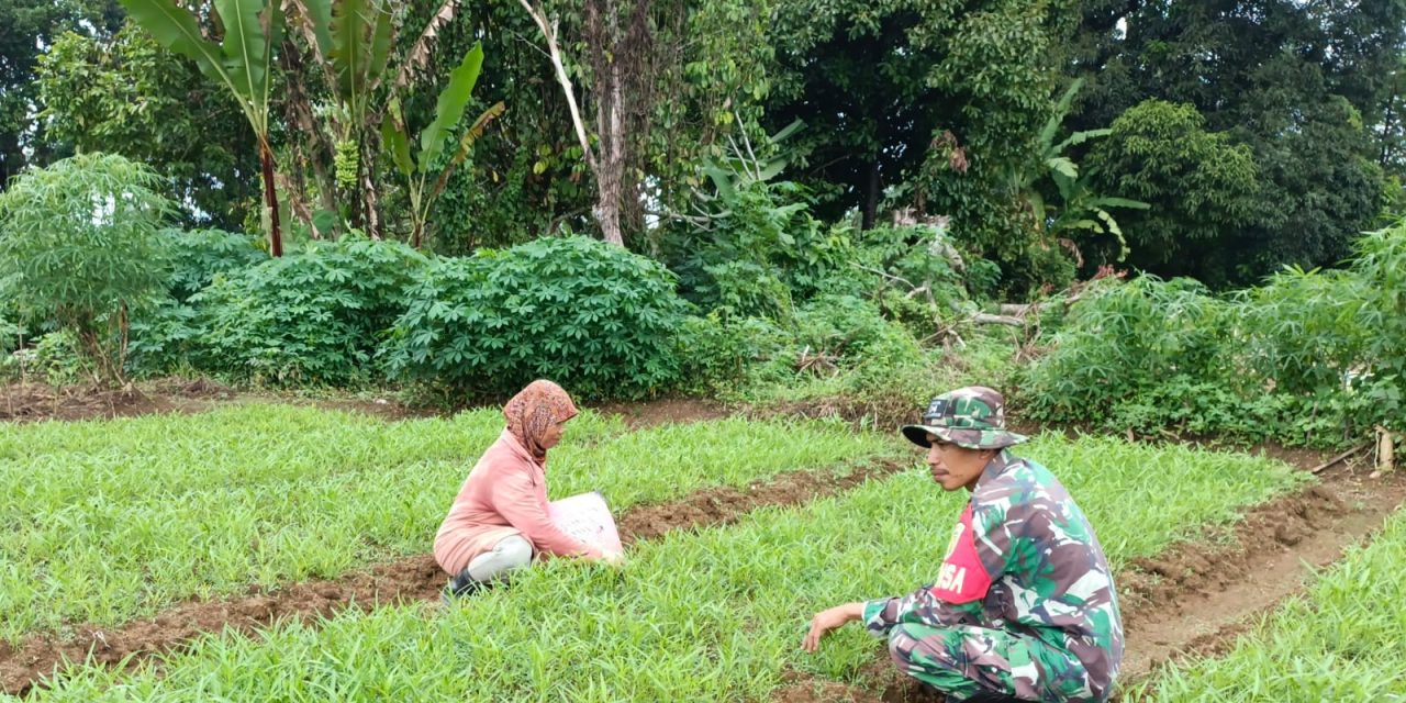 Perkuat Ketahanan Pangan, Babinsa Dampingi Petani Di Desa Binaan