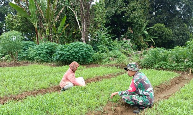 Perkuat Ketahanan Pangan, Babinsa Dampingi Petani Di Desa Binaan