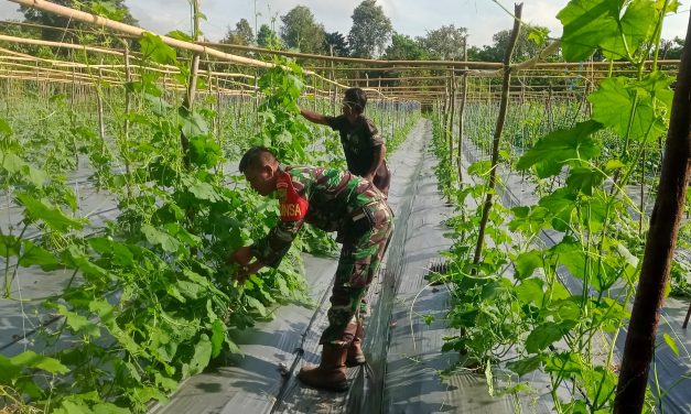Turun ke Ladang, Babinsa Koptu Wasidi Hadir Jaga Swasembada dari Akar Rumput