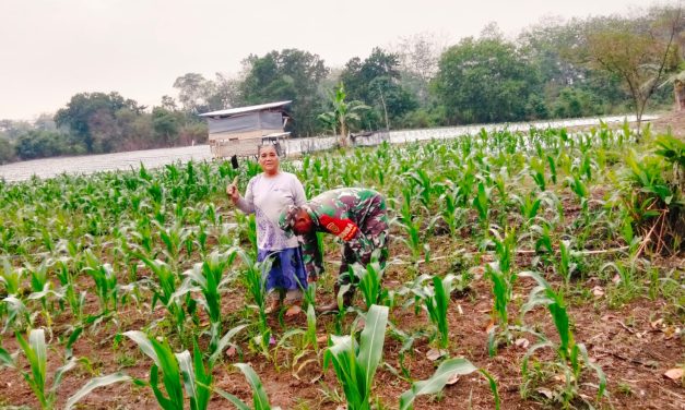 Babinsa Turun ke Lahan, Bersama Petani Bersihkan Gulma untuk Ketahanan Pangan