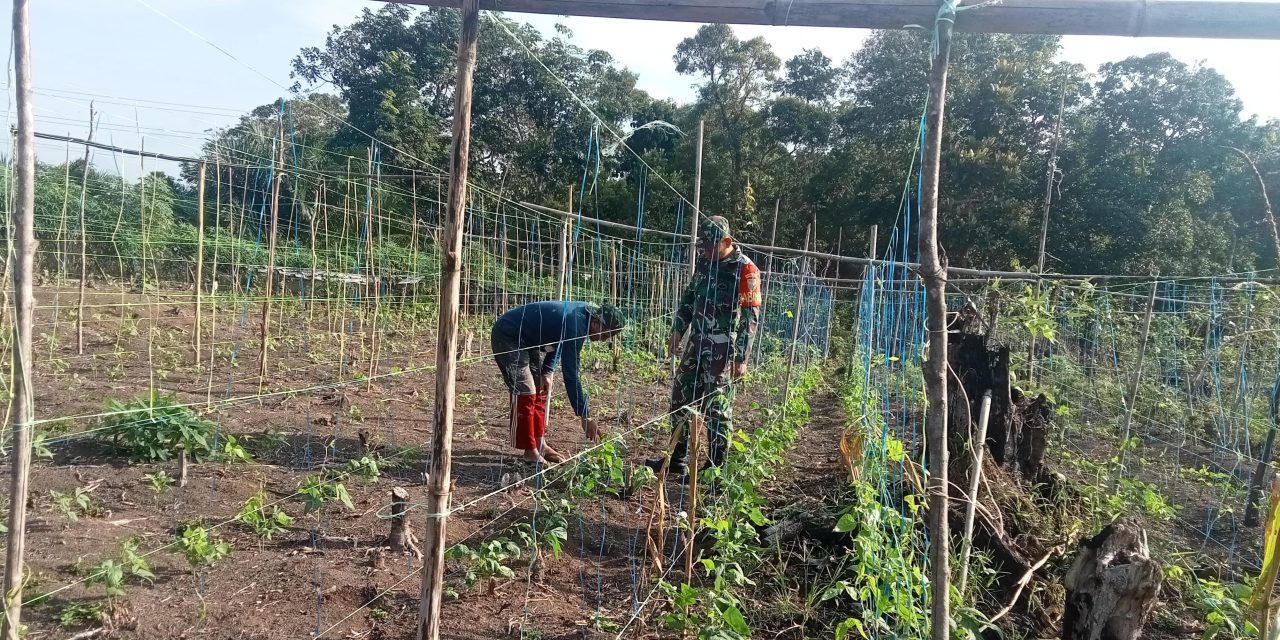 Tindakan Nyata: Babinsa Sarolangun Jaga Pangan Bangsa