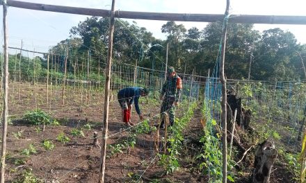 Tindakan Nyata: Babinsa Sarolangun Jaga Pangan Bangsa