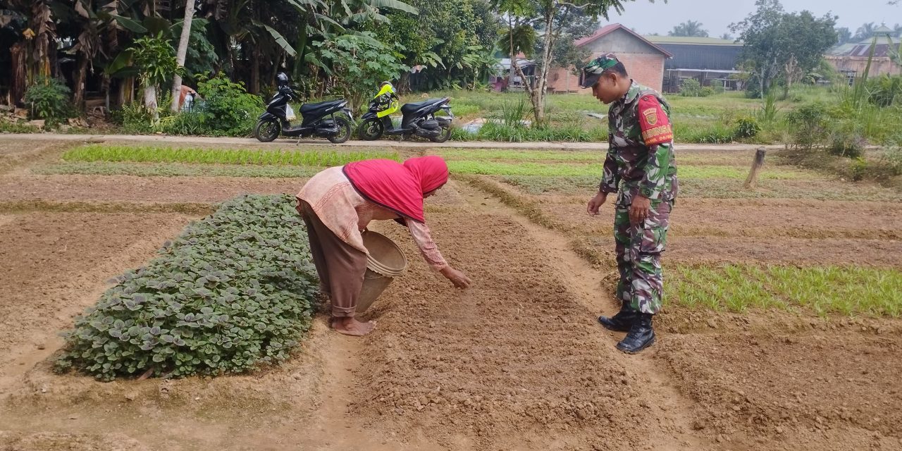 Babinsa Bantu Petani, Kangkung Jadi Harapan di Tengah Kemarau