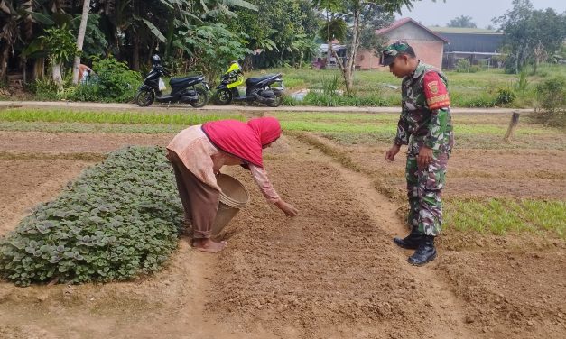 Babinsa Bantu Petani, Kangkung Jadi Harapan di Tengah Kemarau